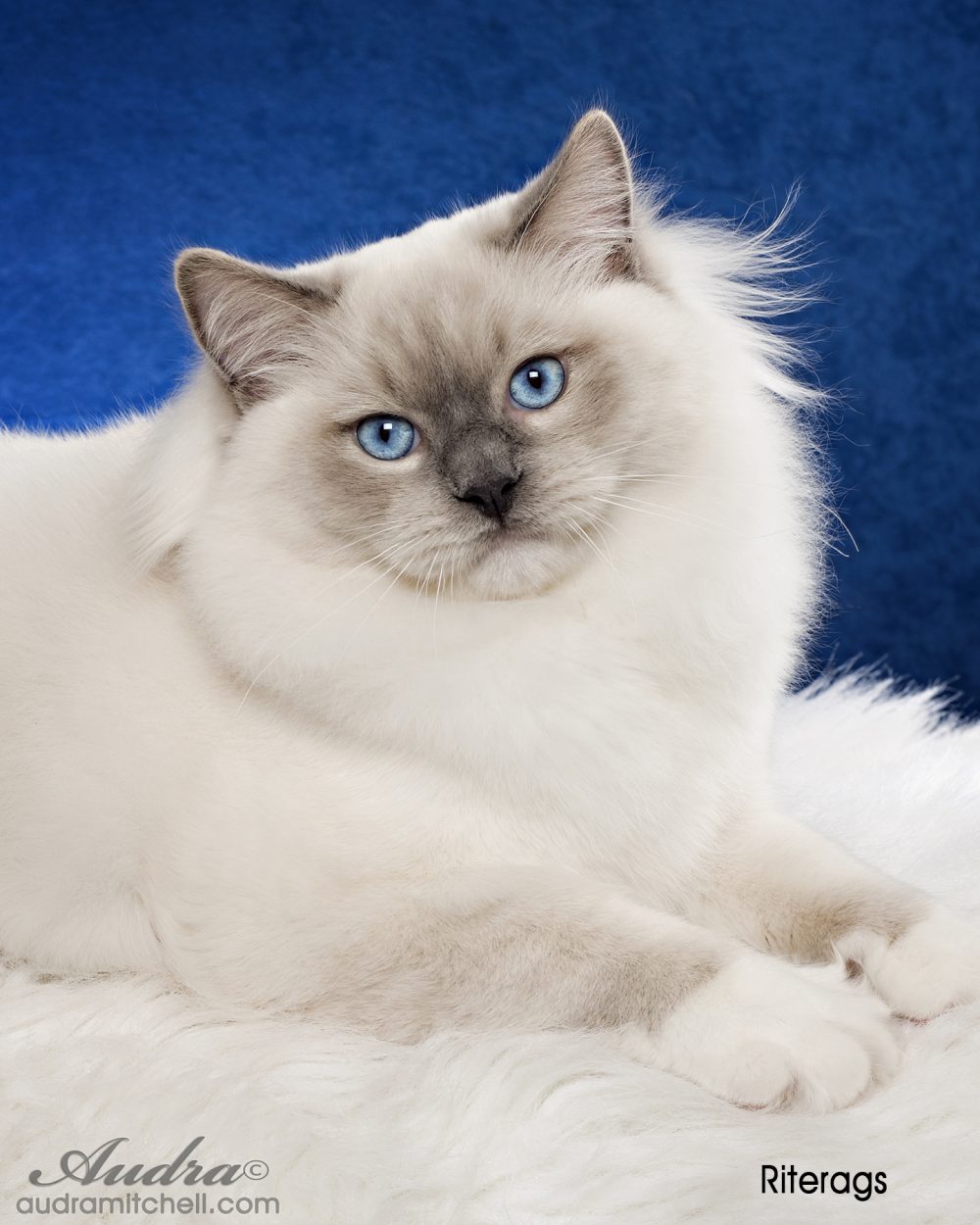 Male Ragdoll Cats for Sale South Carolina | Riterags Ragdolls