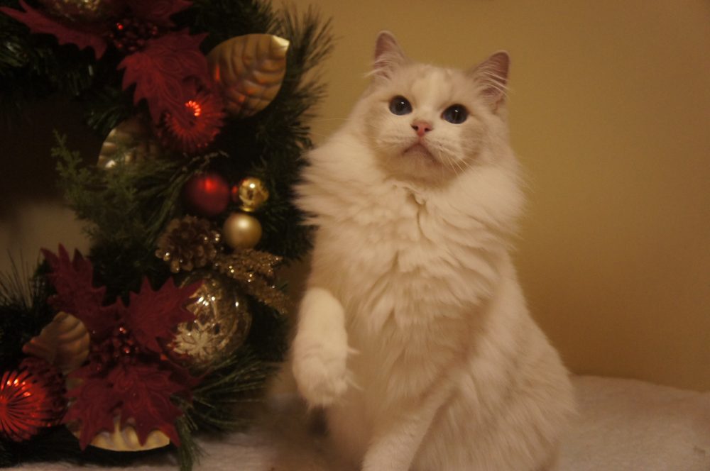 Grand Champion Ragdoll Kittens for Sale | Riterags Ragdolls