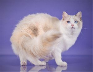 Female Ragdolls North Carolina | Riterags Ragdolls