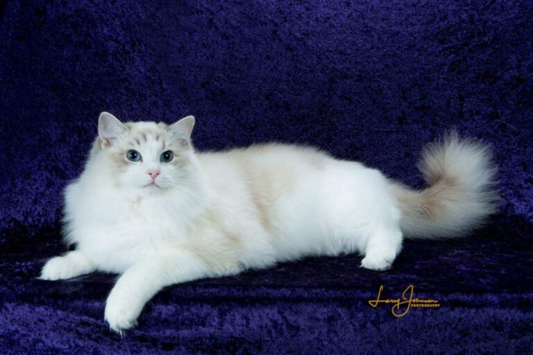 riterags-la-iw-bw-supreme-grand-champion-glacier-best-ragdoll-alter-in